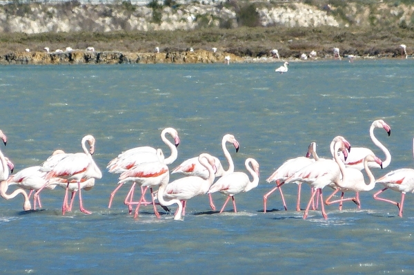 Zdjęcie z Tunezji - do miasta wjeżdża się od strony salin (Lac de Monastir Saline) gdzie zimują 