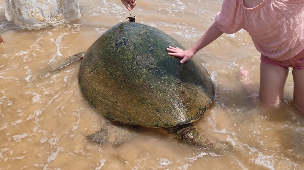 Zdjęcie ze Sri Lanki - Żółwie na plaży 