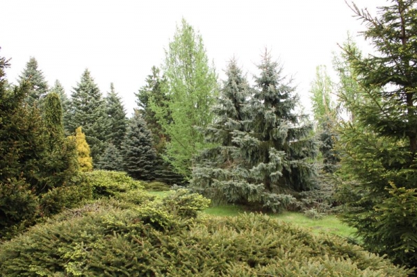 Zdjęcie z Polski - Arboretum w Powsinie.