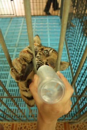 Zdjęcie z Tajlandii - Sriracha Tiger Zoo