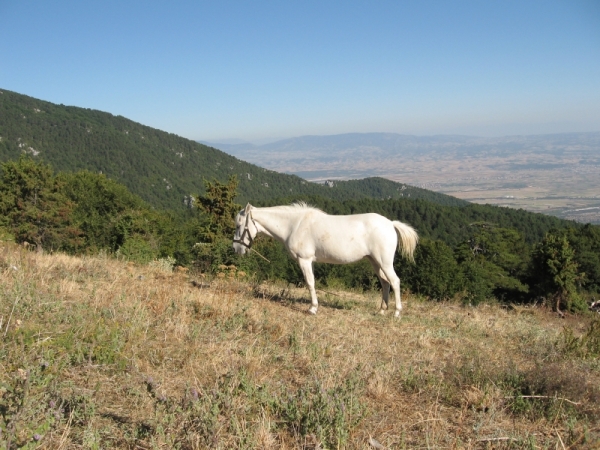 Zdjęcie z Grecji - Olimp-Stavros(944m n.p.m)