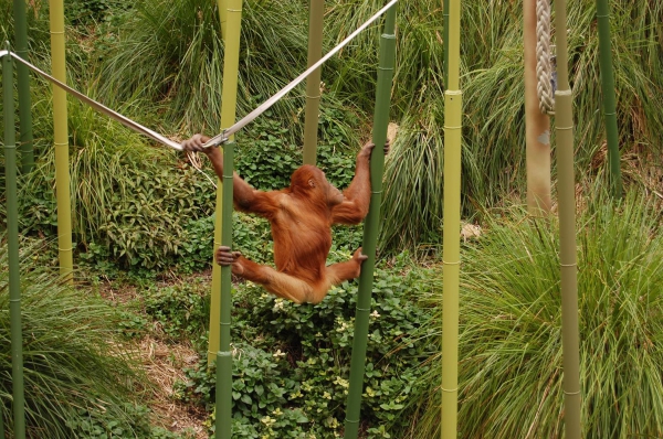 Zdjecie - Australia - Melbourne - zoo