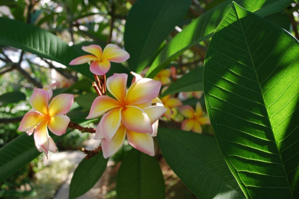 Zdjęcie z Tajlandii - Kwiaty frangipani