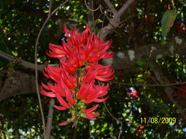 Zdjęcie z Australii - Piekne kwiaty
