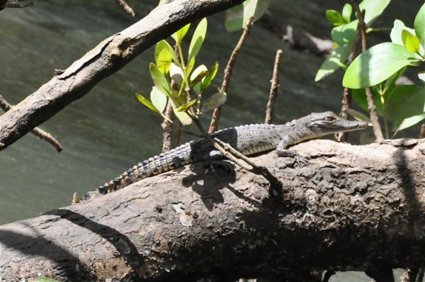 Zdjęcie z Australii - Maly krokodylek