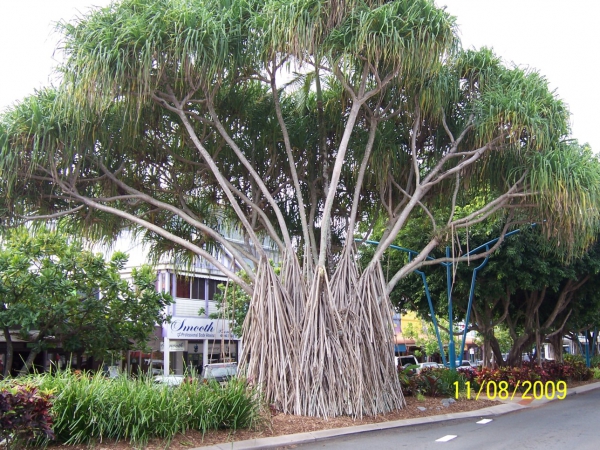 Zdjęcie z Australii - Drzewo figowe na...