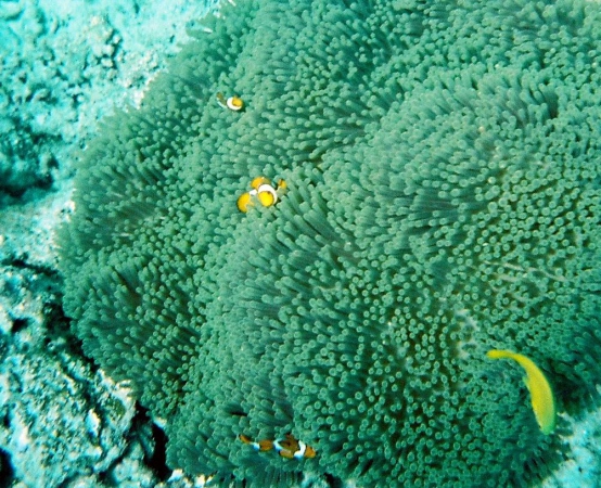Zdjęcie z Australii - Nemo czyli blazenek