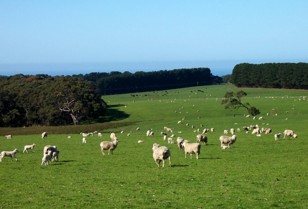 Zdjęcie z Australii - Bedzie australijska welna