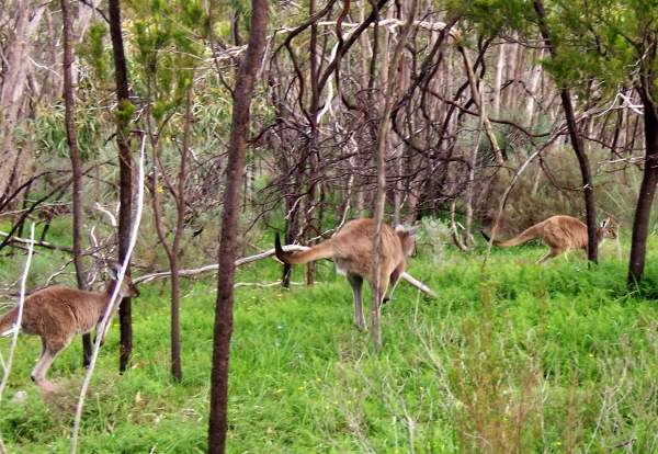 Zdjęcie z Australii - Kangury