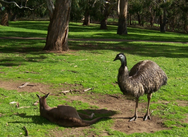 Zdjęcie z Australii - Co tam slychac sasiedzie?