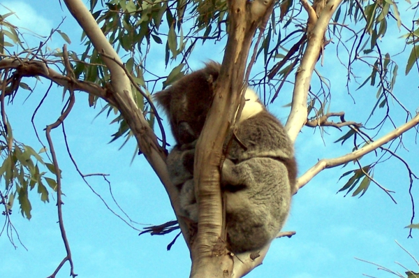 Zdjęcie z Australii - Spiacy koala