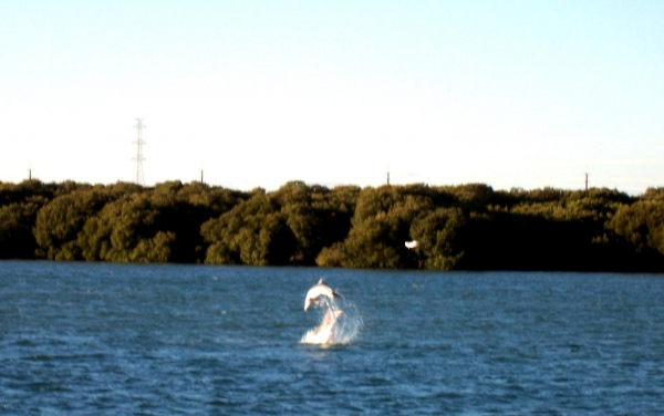 Zdjęcie z Australii - Delfin w porcie