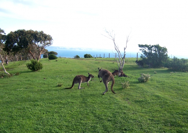 Zdjęcie z Australii - Kangury w Deep Creek