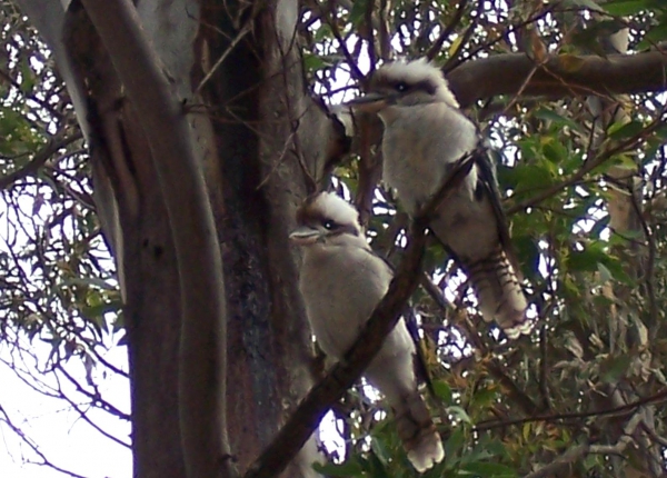 Zdjęcie z Australii - Dwie kookaburry...