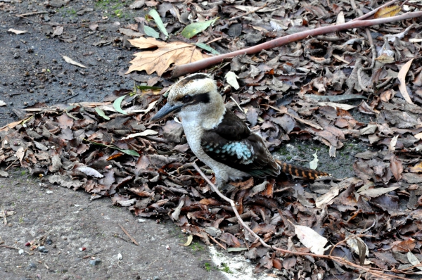 Zdjęcie z Australii - Kookaburra