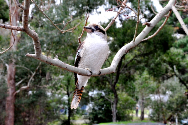 Zdjęcie z Australii - Kookaburra