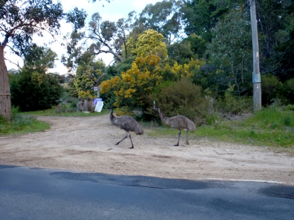 Zdjęcie z Australii - Strusie emu...