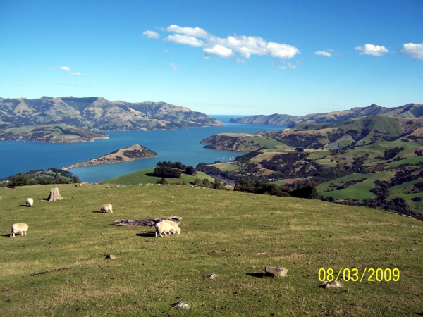 Zdjęcie z Nowej Zelandii - Okolice Akaroa...