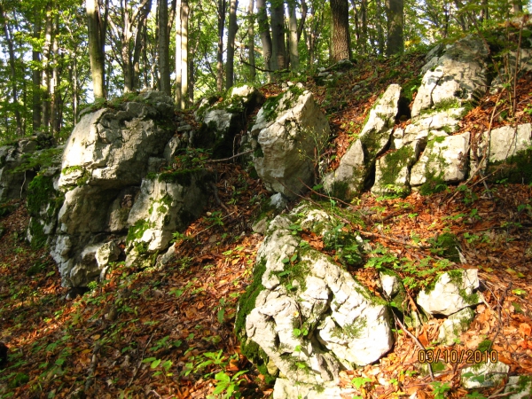 Zdjecie - Polska - Jura Krakowsko - Częstochowska okolice Olsztyna