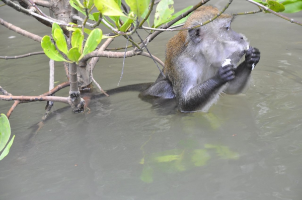 Zdjecie - Malezja - Langkawi