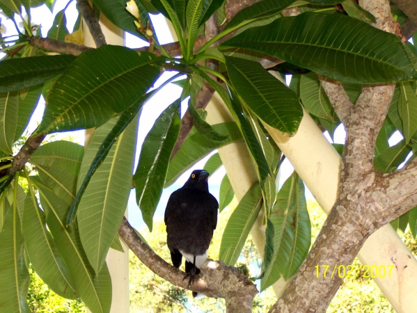 Zdjęcie z Australii - Ciekawski currawong...