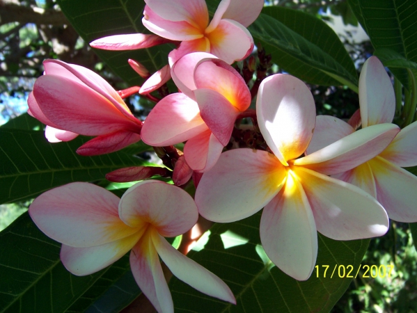 Zdjęcie z Australii - Rozowa odmiana frangipani