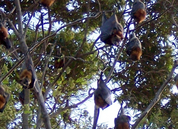 Zdjęcie z Australii - Latajace lisy...