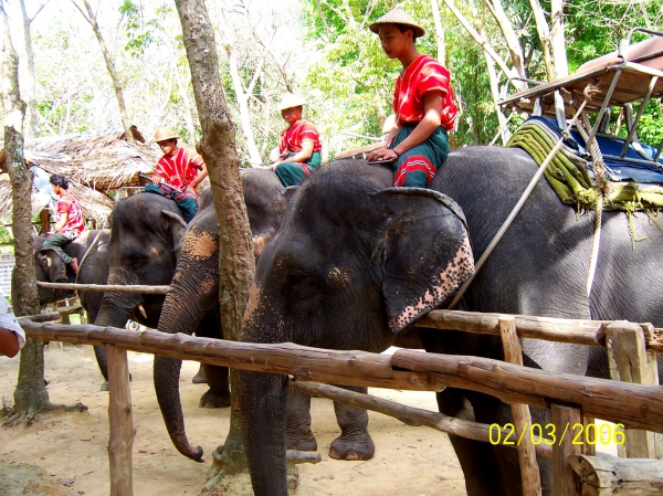 Zdjęcie z Tajlandii - Slonie gotowe do akcji