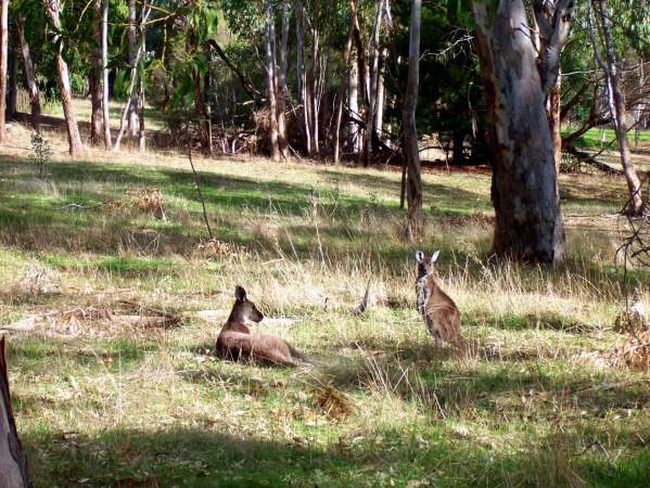 Zdjęcie z Australii - Kangury w Kuipto Forest