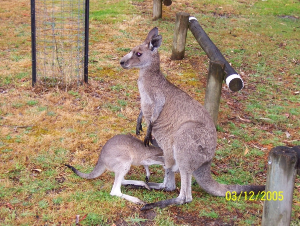 Zdjęcie z Australii - Pora na mleczko :)