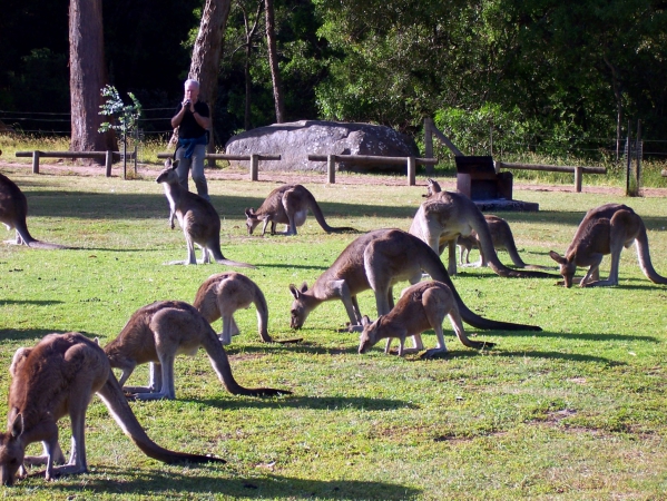 Zdjęcie z Australii - Kangurze sniadanie :)