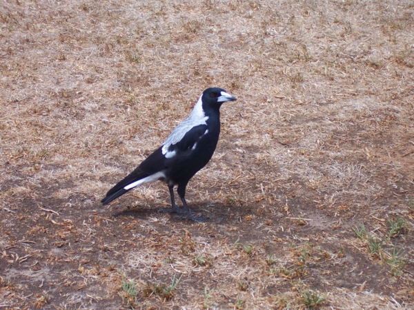 Zdjęcie z Australii - magpie, czyli...