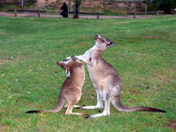 Zdjęcie z Australii - Mlode kangurki w zabawie