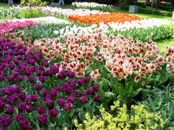 Zdjęcie z Holandii - Ogród Keukenhof.