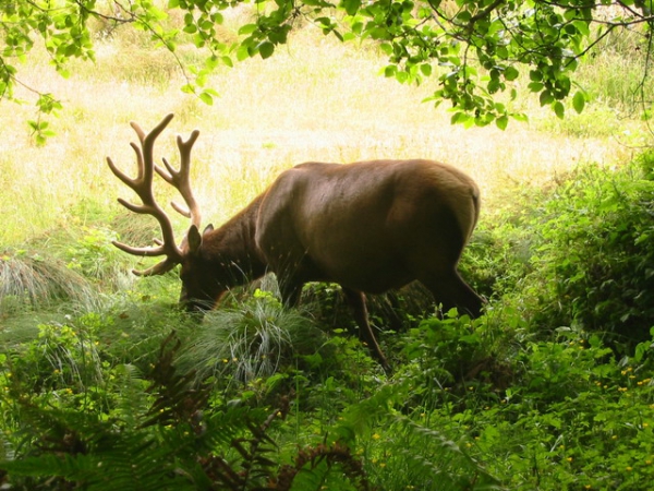 Zdjęcie ze Stanów Zjednoczonych - Coastal Trail - elk.