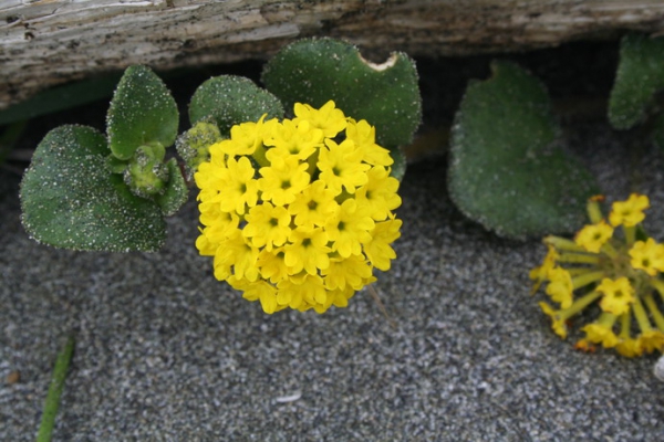 Zdjęcie ze Stanów Zjednoczonych - Gold Bluff Beach - flora.