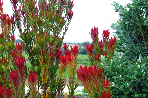 Zdjęcie z Australii - Australijska flora