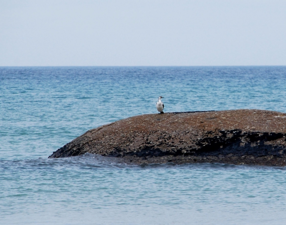 Zdjęcie z Australii - Kormoran na jednej ...