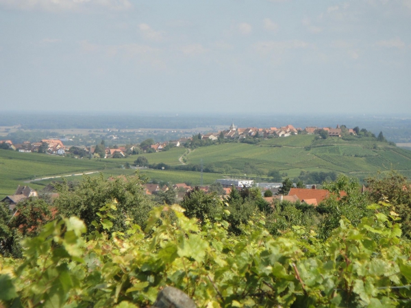 Zdjecie - Francja - Riquewihr i okolice