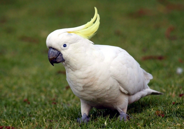 Zdjęcie z Australii - Biala cockatoo