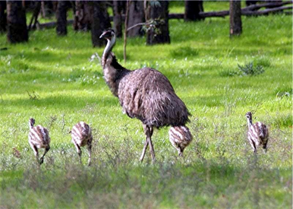 Zdjęcie z Australii - Strusie emu...