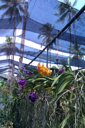Zdjęcie z Tajlandii - Farma orchidei...