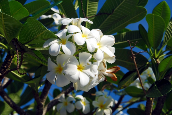 Zdjęcie z Tajlandii - Frangipani - zapach...