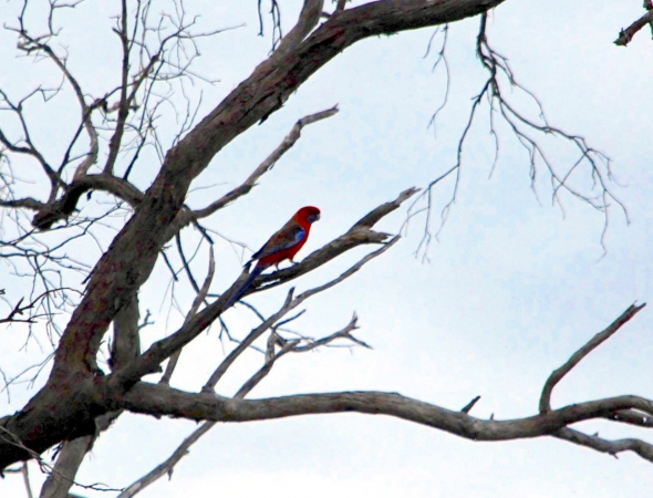 Zdjęcie z Australii - Papuga crimson rosella