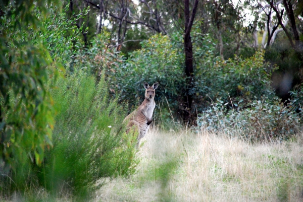 Zdjęcie z Australii - Kangur