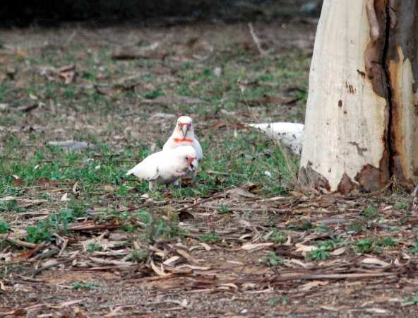 Zdjęcie z Australii - Papugi corella