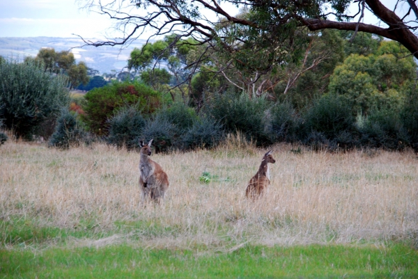 Zdjęcie z Australii - Kangury w buszu