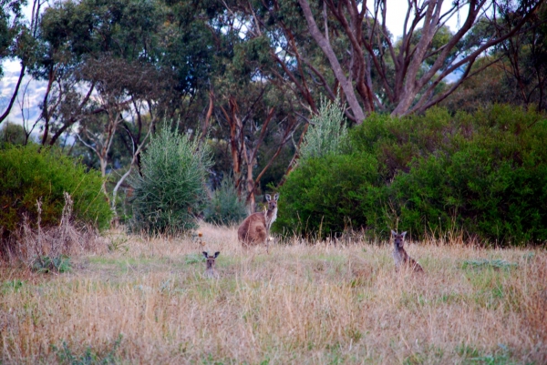 Zdjęcie z Australii - Kangurza rodzina