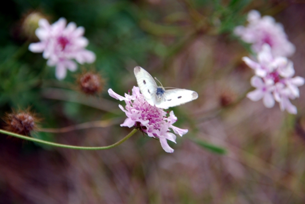 Zdjęcie z Australii - Fauna i flora