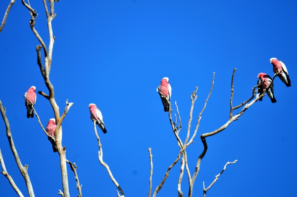 Zdjęcie z Australii - Papugi Galah